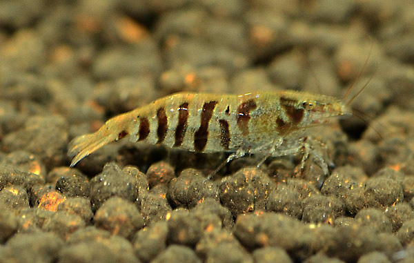 Caridina cf. babaulti, var. stripes
