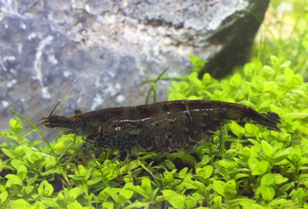 Caridina fernandoi