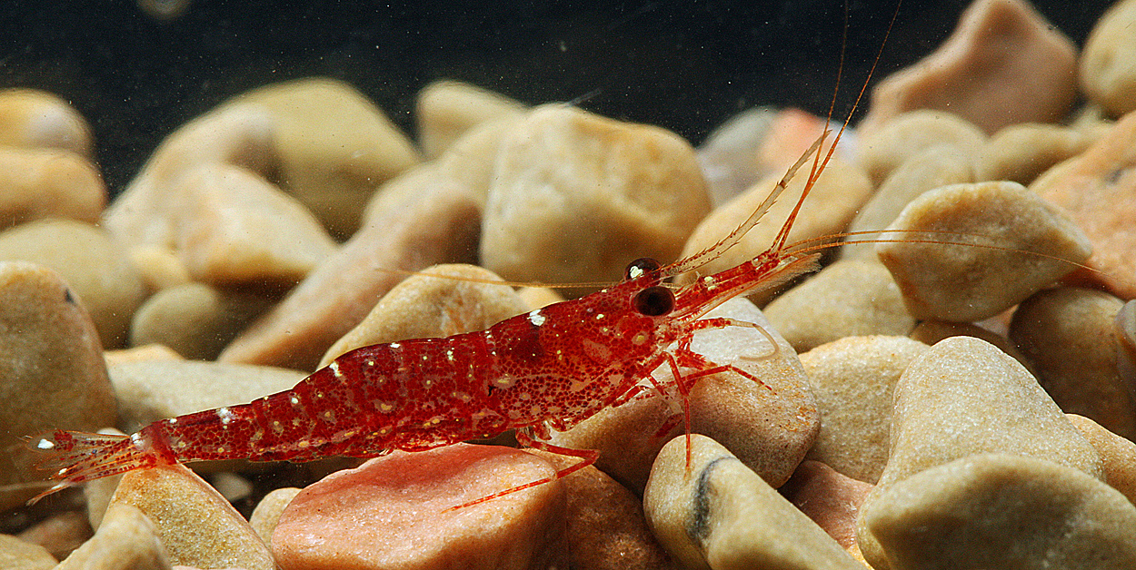 Caridina glaubrechtii