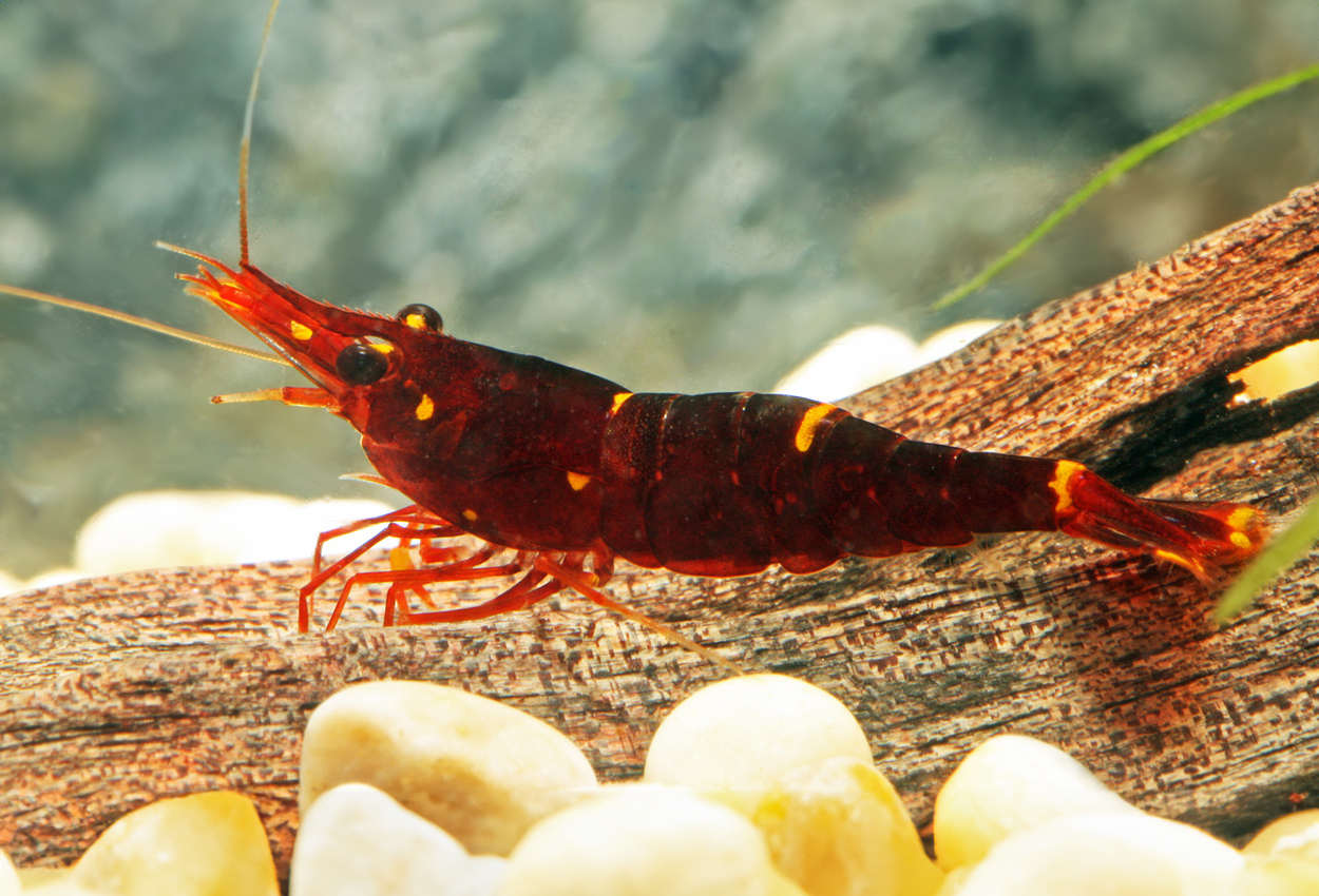 Caridina spinata