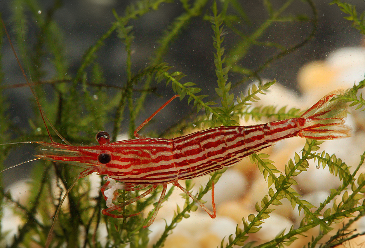 Caridina striata