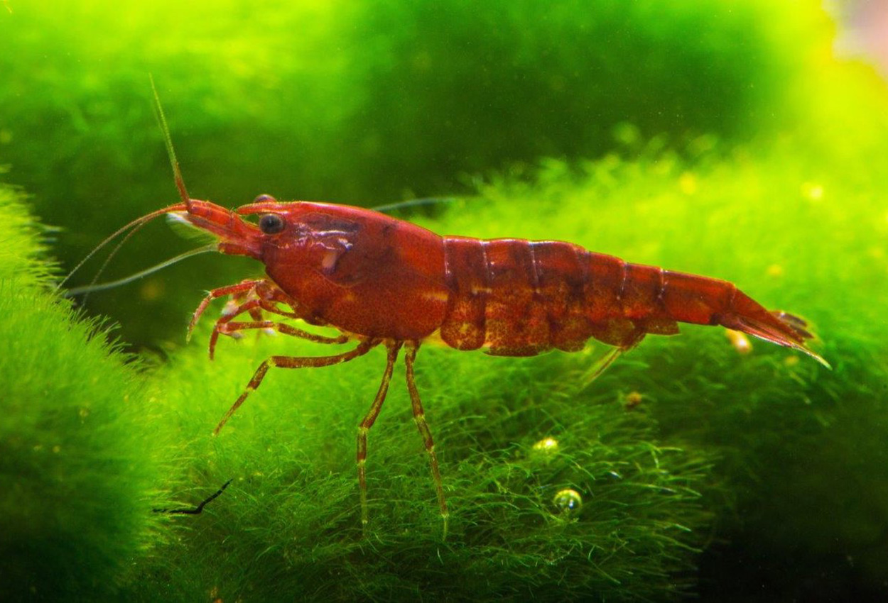 Neocaridina davidi