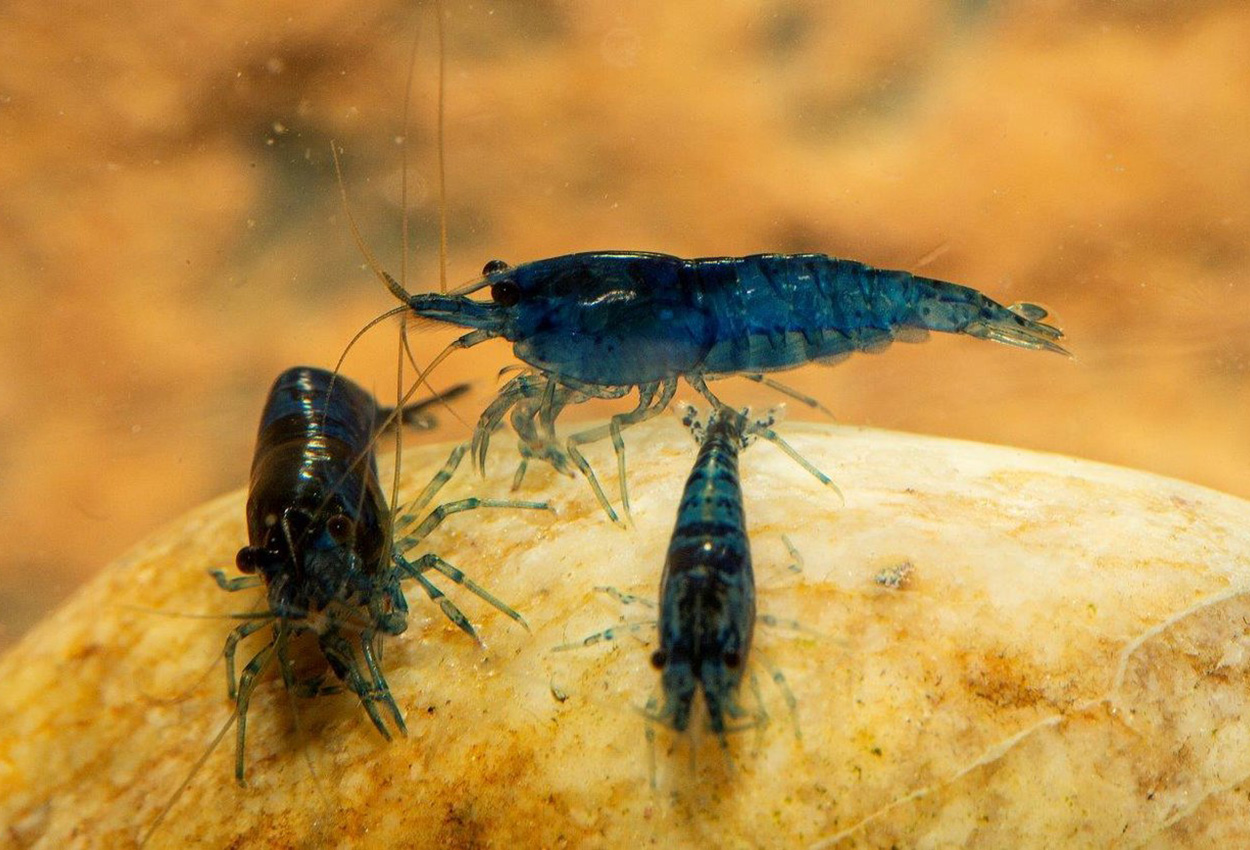 Neocaridina sp. 'blue diamond'