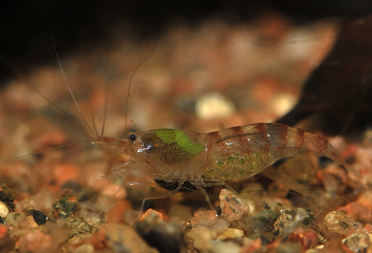 Potamalpheops sp.