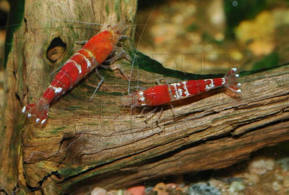 Caridina cf. cantonensis var. Crystal red