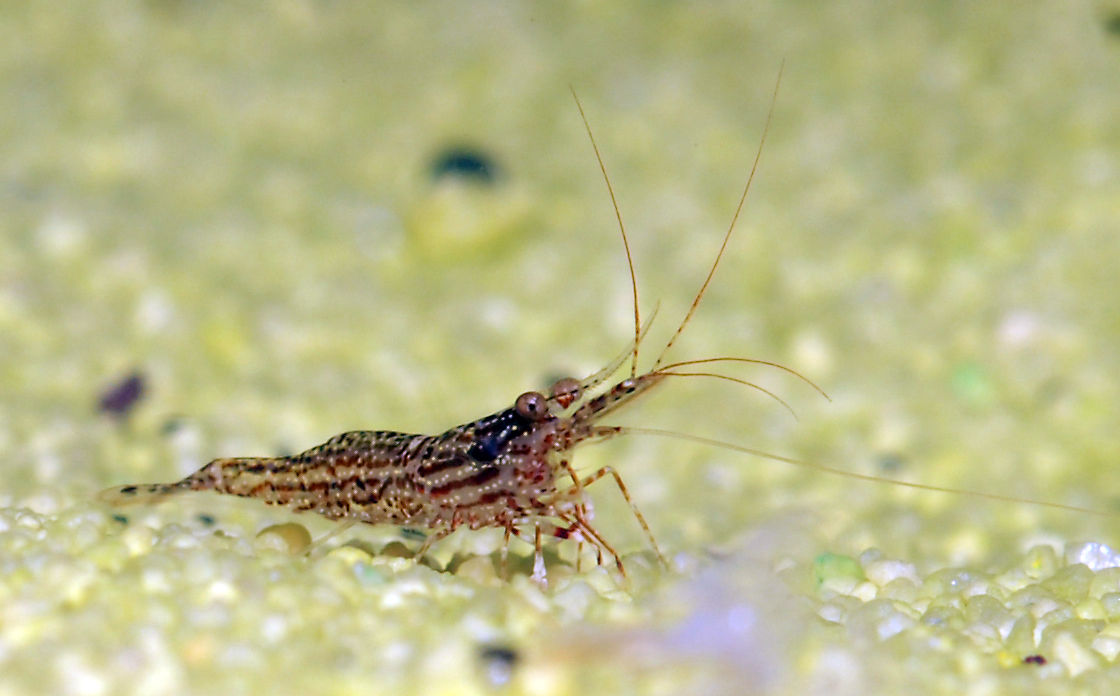 Caridina sp. 'white orchid'