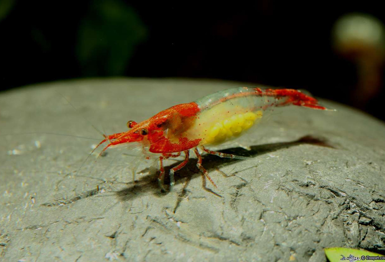 Neocaridina heteropoda var. rili