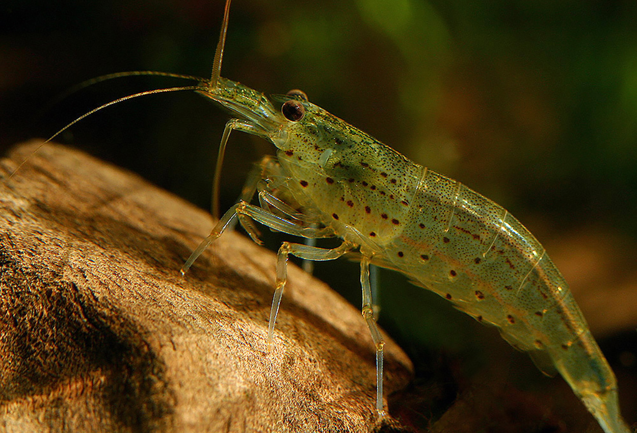 Caridina multidentata