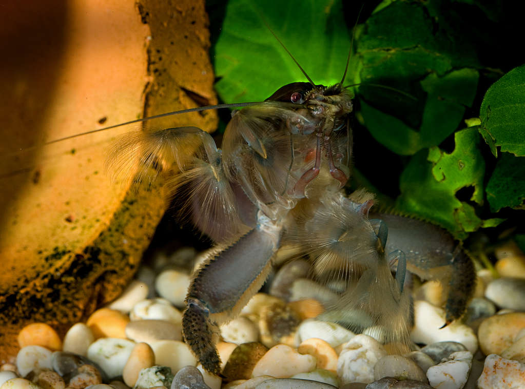 Atya gabonensis