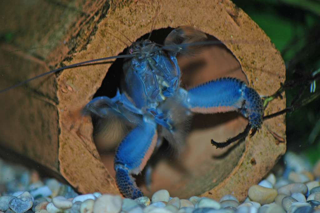 Atya gabonesis