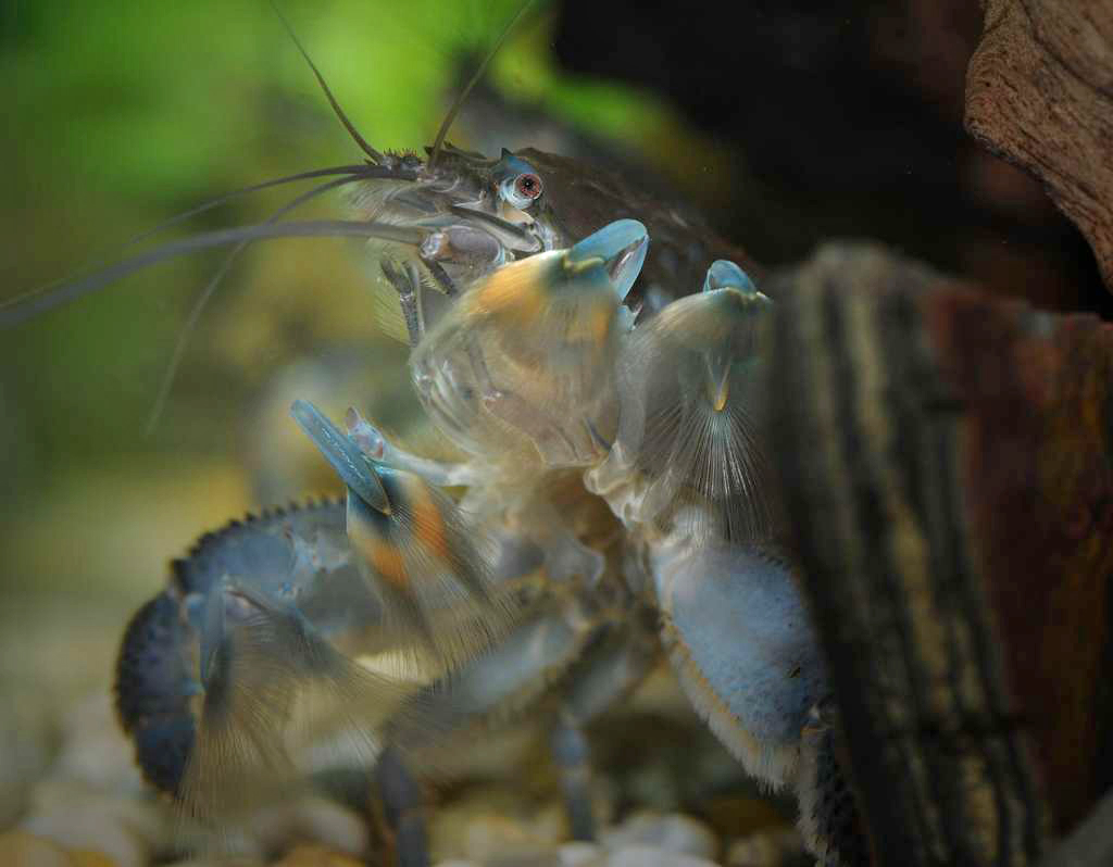 Atya gabonensis