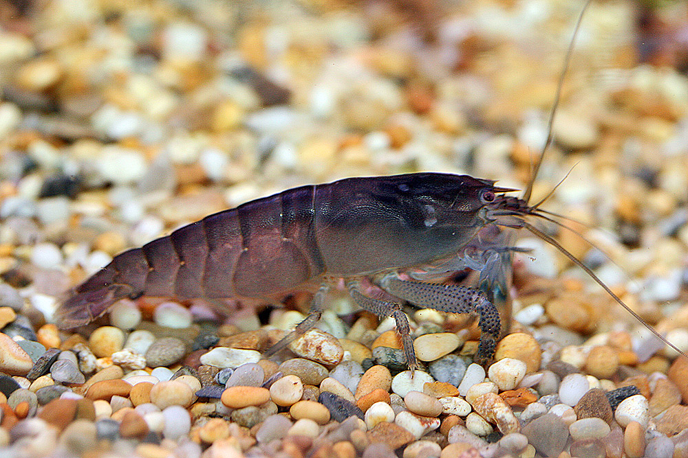 Atya gabonesis