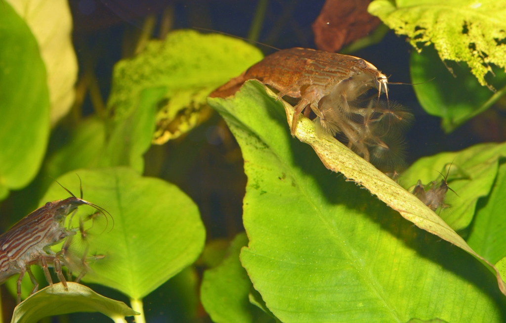 Atya scabra