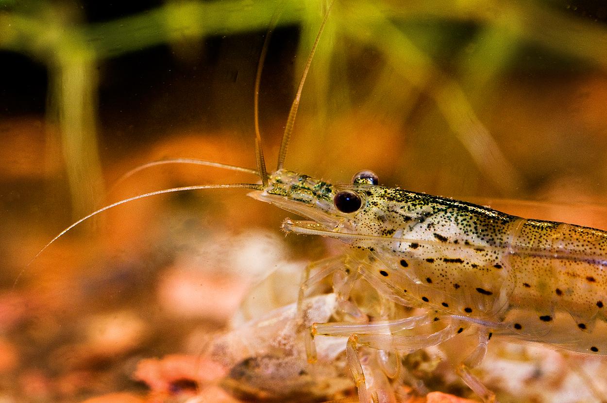 Caridina multidentata