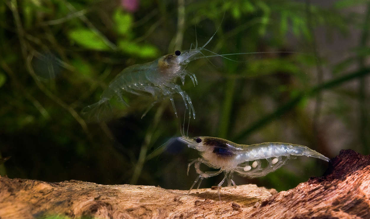 Neocaridina cf. zhangiiajiensis var. 'white'