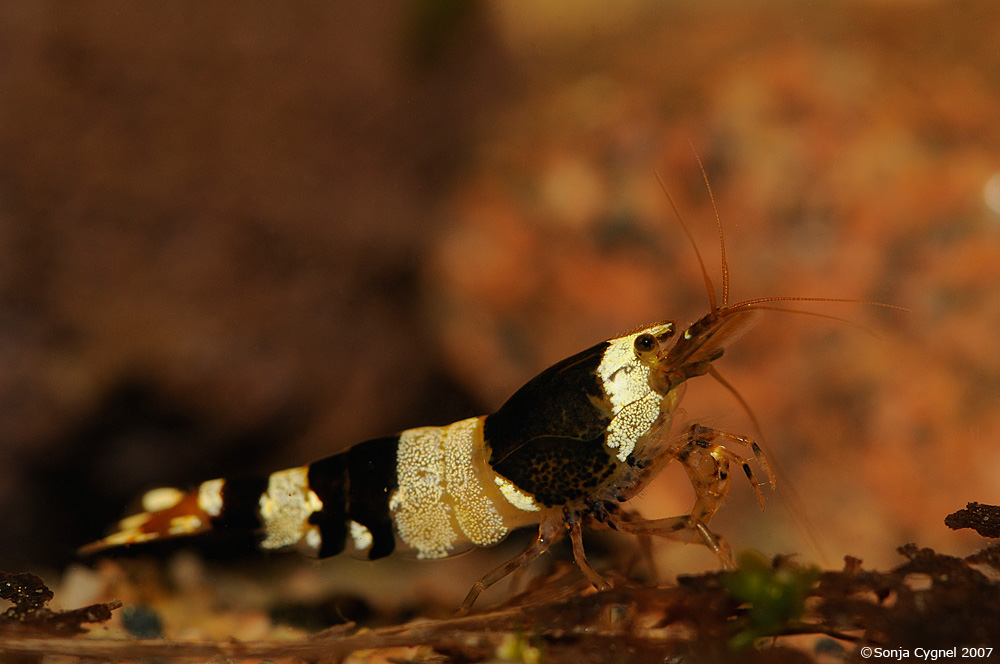 Caridina cf. cantonensis var. Crystal black