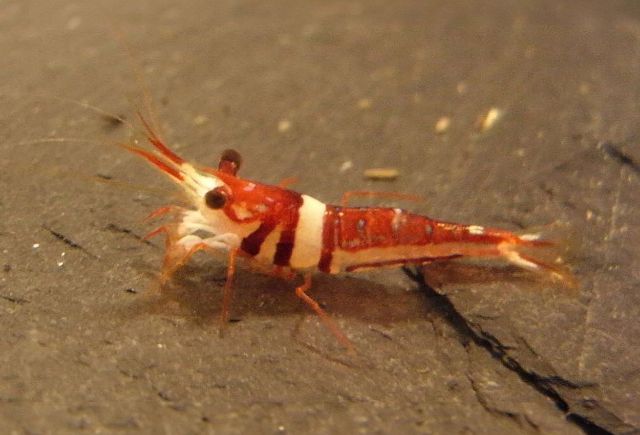 Caridina cf. spongicola