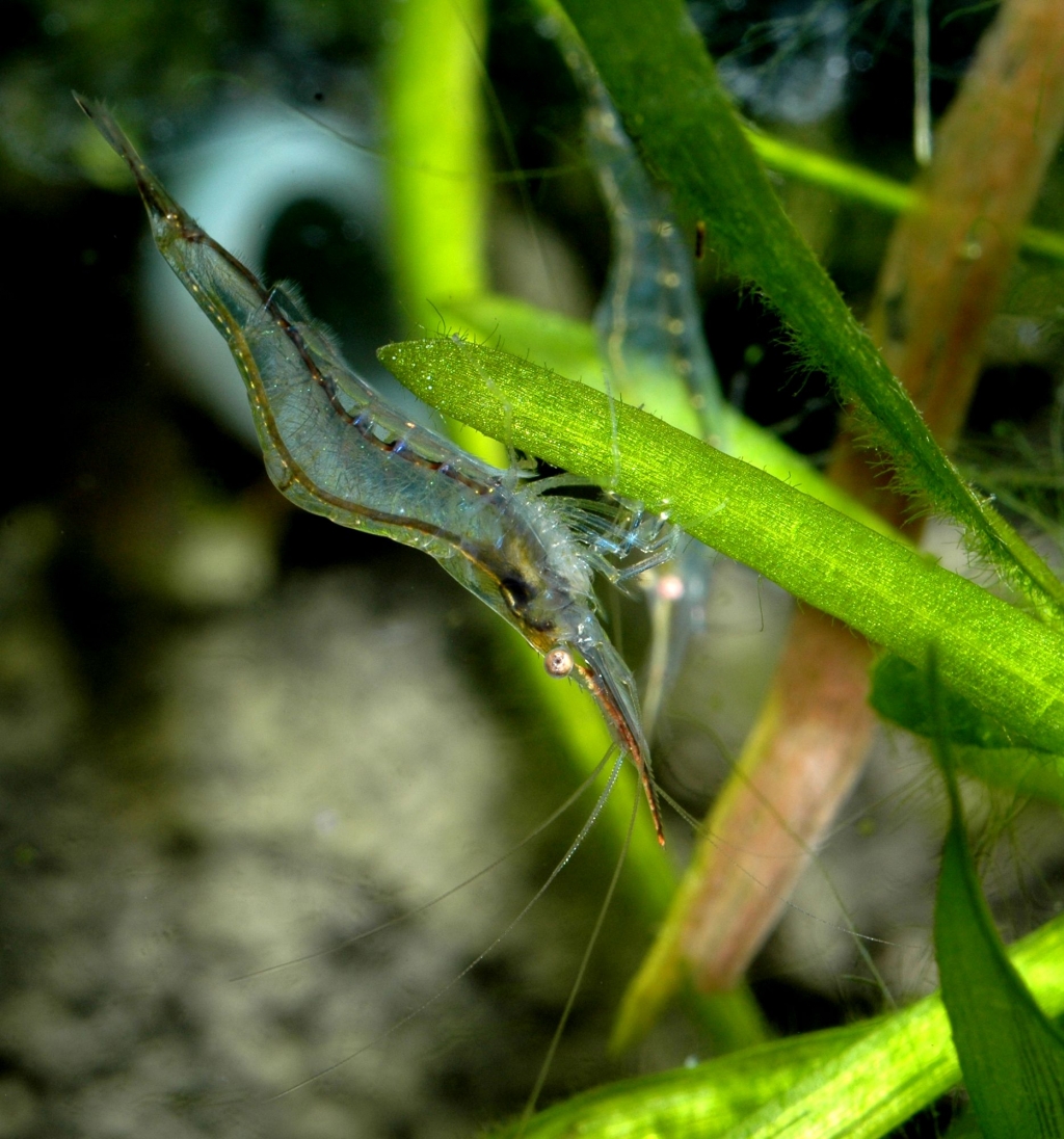 Caridina gracilirostris