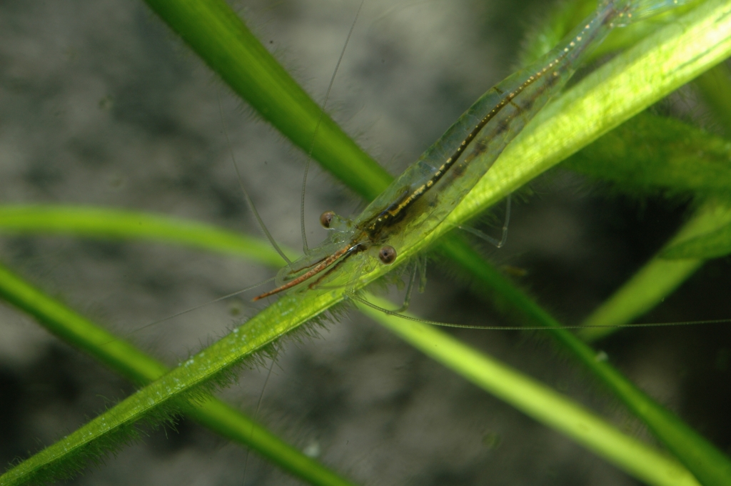 Caridina gracilirostris