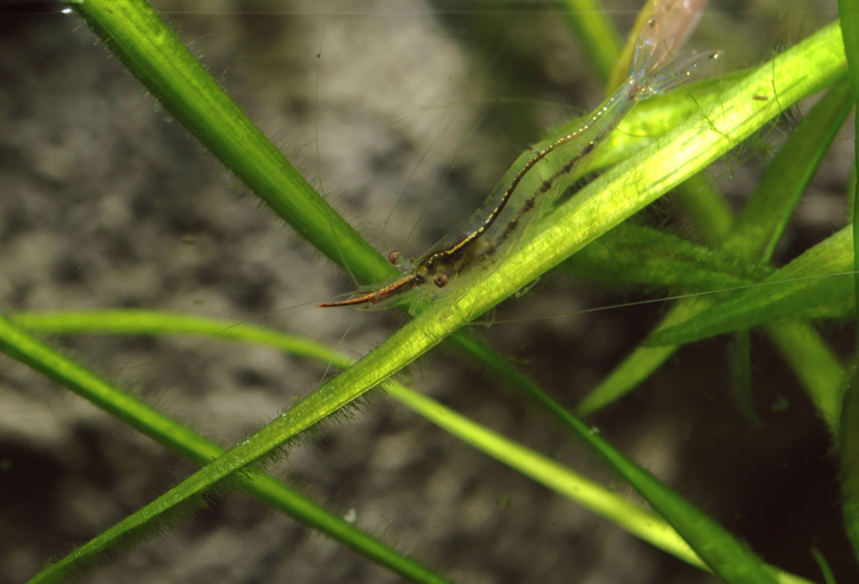 Caridina gracilirostris