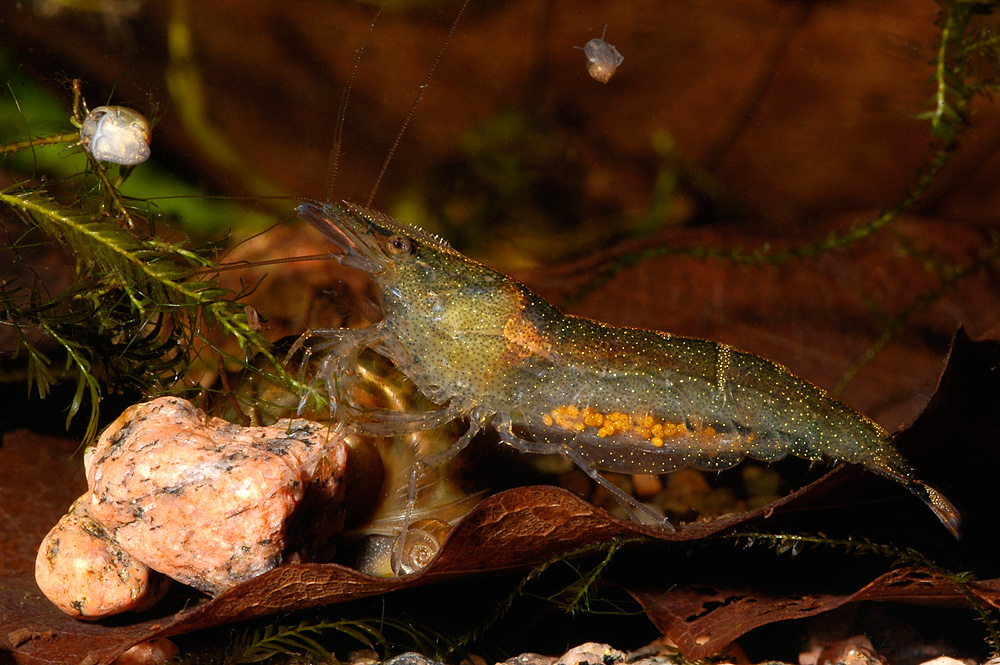 Caridina sp. 'burma'