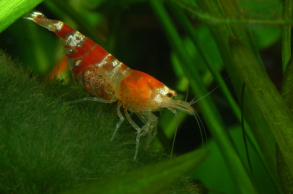 Caridina cf. cantonensis var. Crystal red