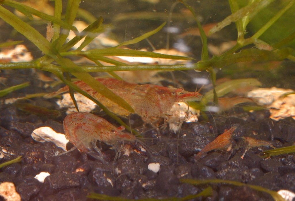 Neocaridina heteropoda var. red