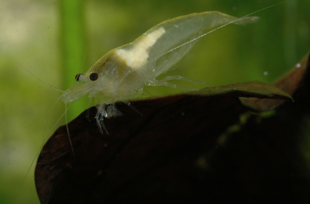 Neocaridina cf. zhangiiajiensis var. white
