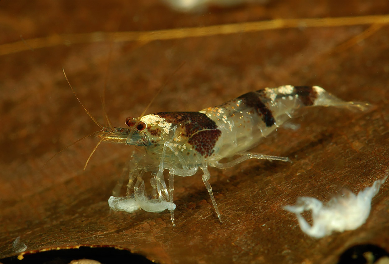 Caridina cf. cantonensis var. new bee