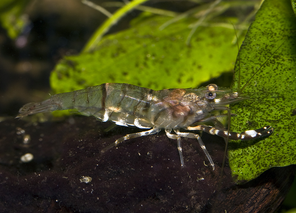 Macrobrachium sp. 'ring'