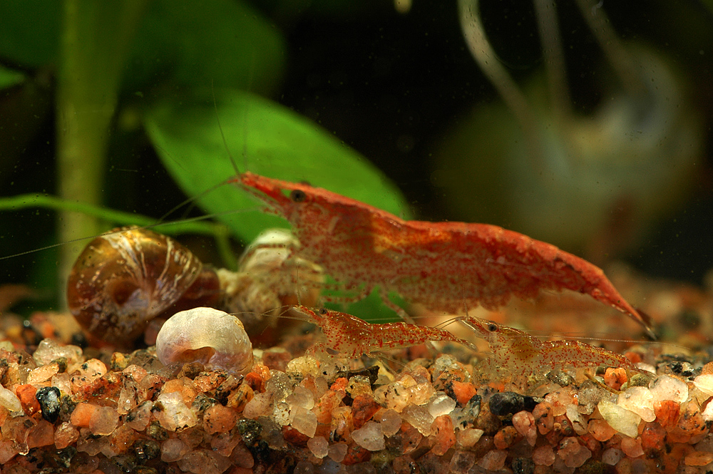 Neocaridina heteropoda var. red