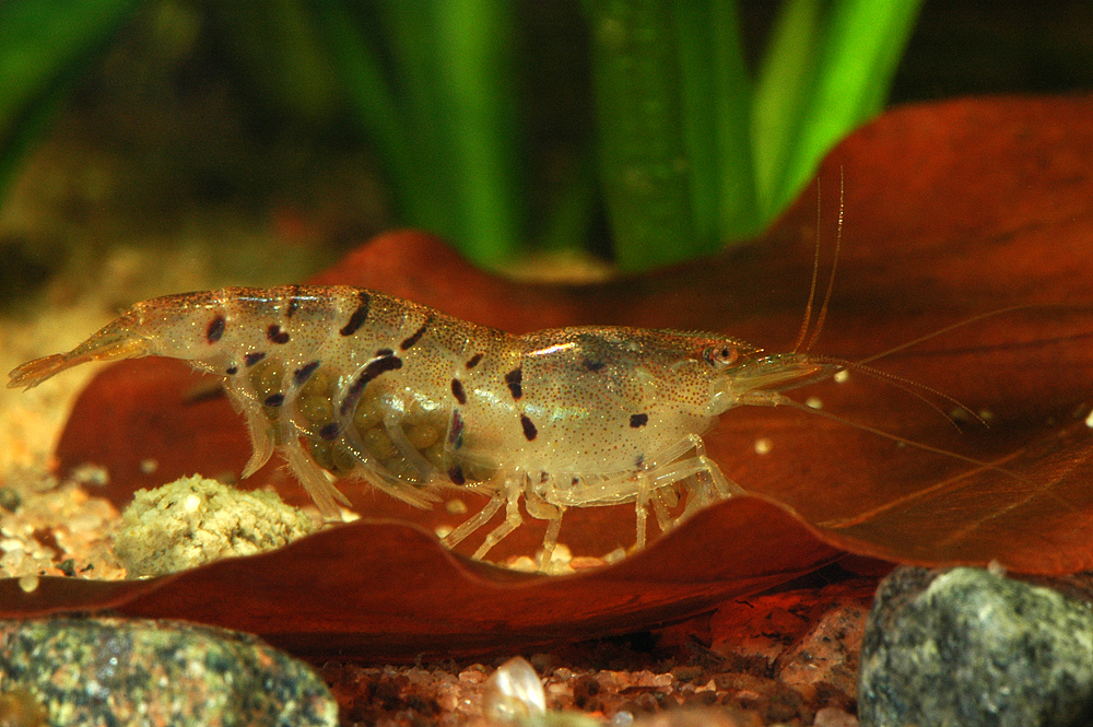 Caridina cf. cantonensis var. tiger