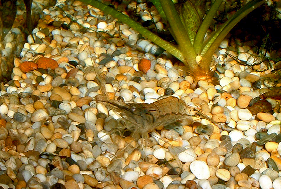 Palaemonetes paludosus