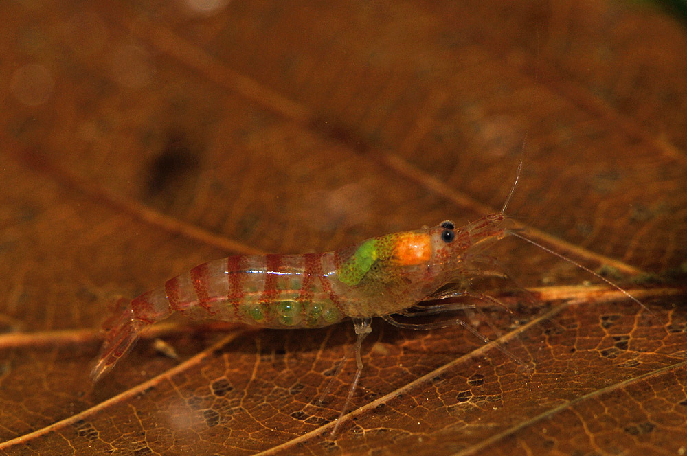 Potamalpheops amnicus