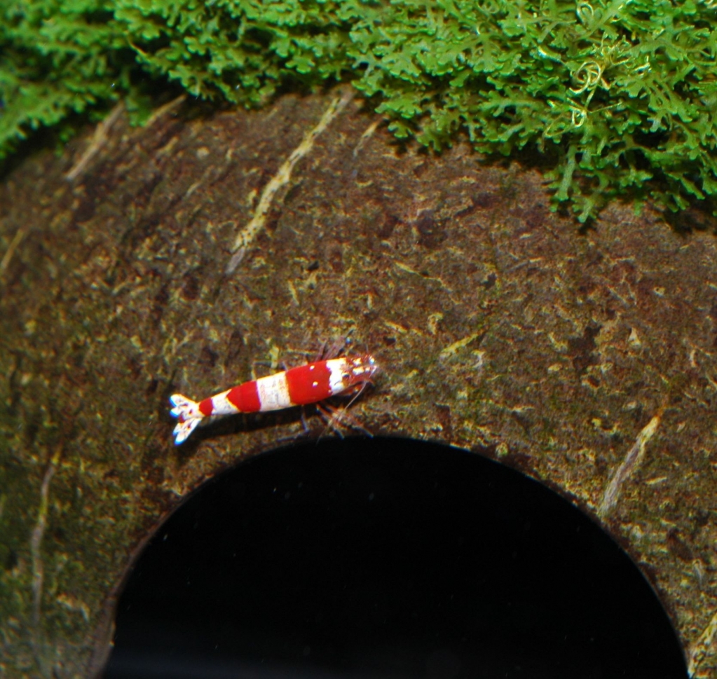 Caridina cf. cantonensis var. Crystal red