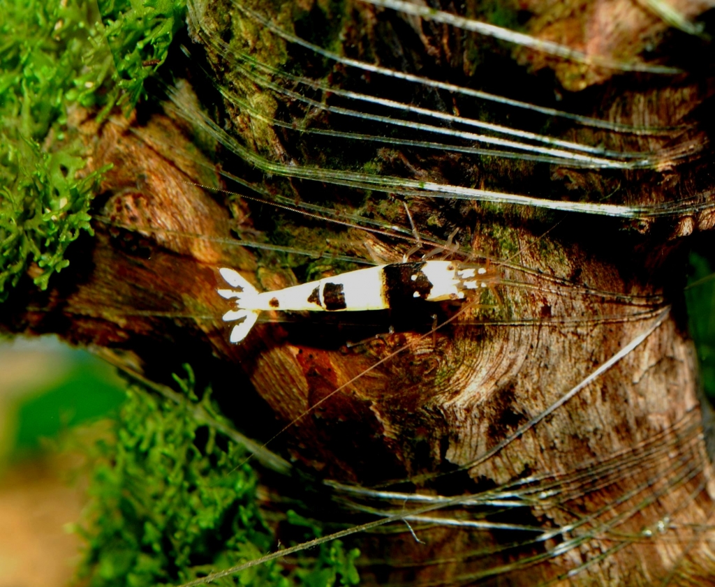 Caridina cf. cantonensis var. Crystal black