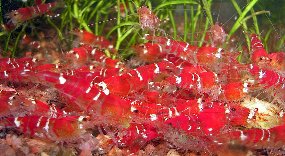 Caridina cf. cantonensis var. Crystal red