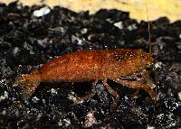 Atya scabra