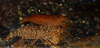Atya scabra