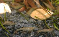 Caridina cf. babaulti, var. green