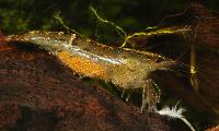 Caridina cf. babaulti, var. Malaya