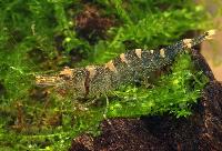 Caridina holthuisi