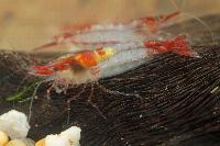 Neocaridina davidi