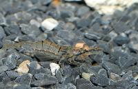 Palaemonetes paludosus