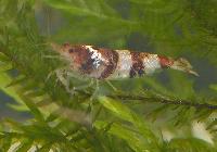 Paracaridina meridionalis