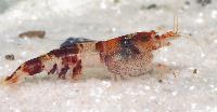 Paracaridina meridionalis