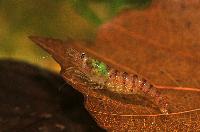 Potamalpheops sp.