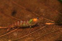 Potamalpheops sp.