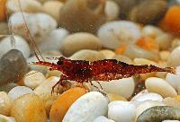 Caridina loehae