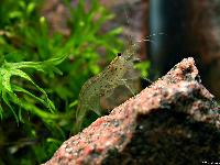 Caridina multidentata